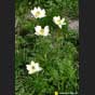 Alpenanemone
