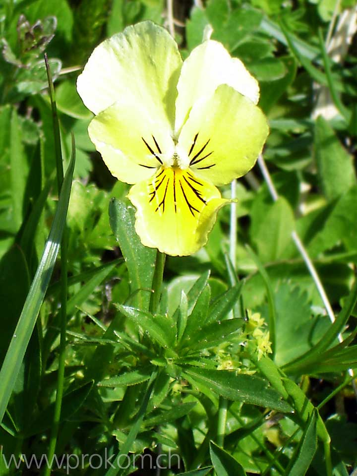 gelbes Veilchen