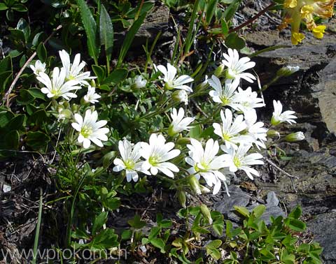 Breitblättriges Hornkraut
