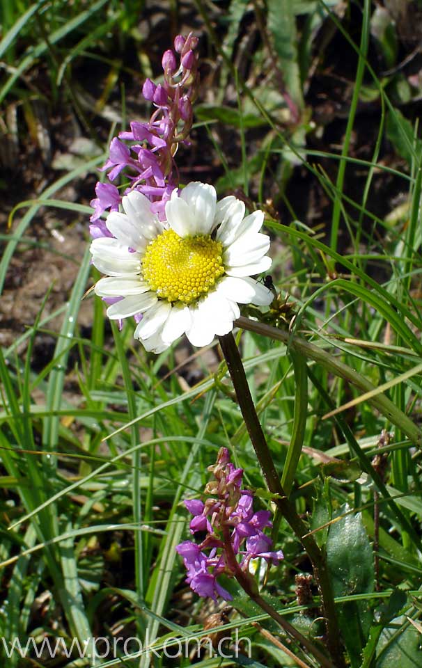 Margritte und Orchis