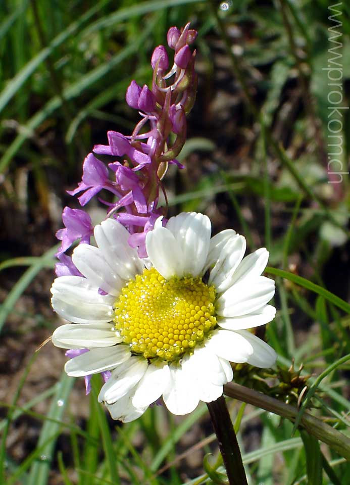 Margritte und Orchis