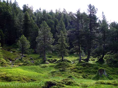 hinauf zum Mittaggüpfi