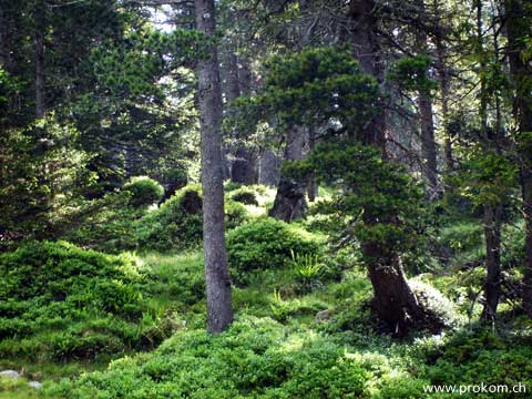 hinauf zum Mittaggüpfi