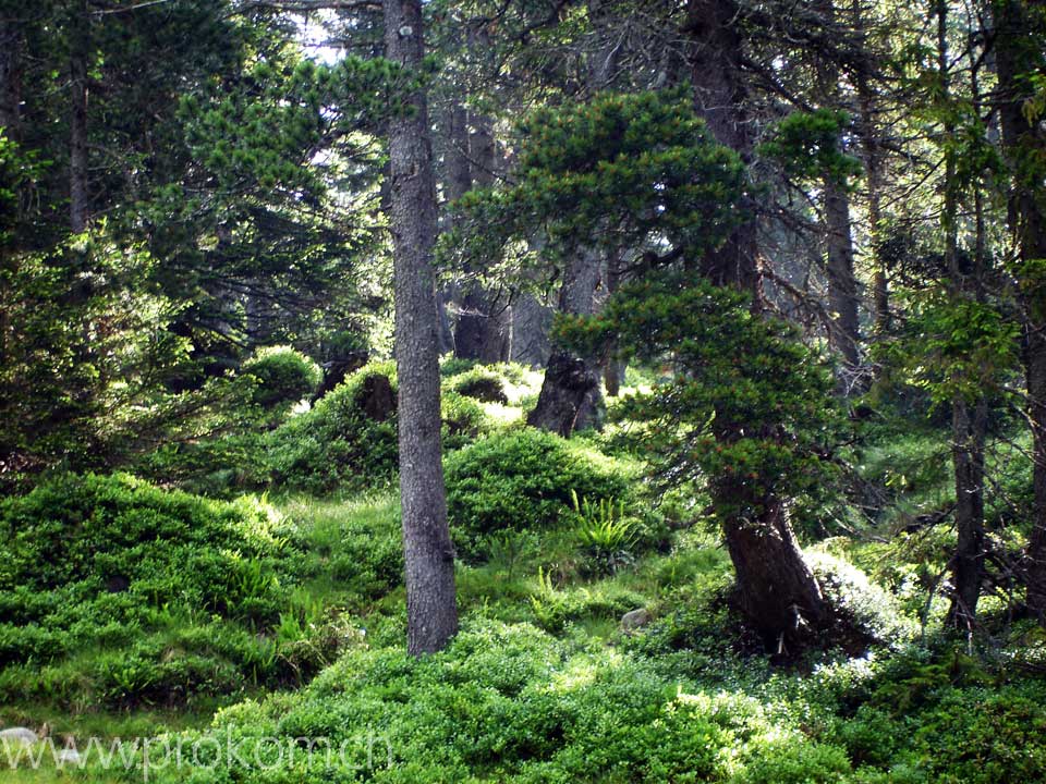 hinauf zum Mittaggüpfi
