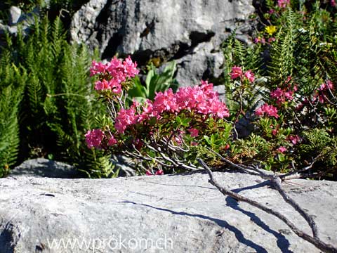Stilleben mit Alpenrosen