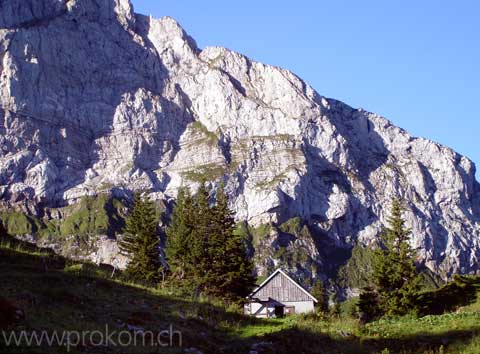 Stilleben mit Alpenrosen
