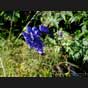 Aconitum