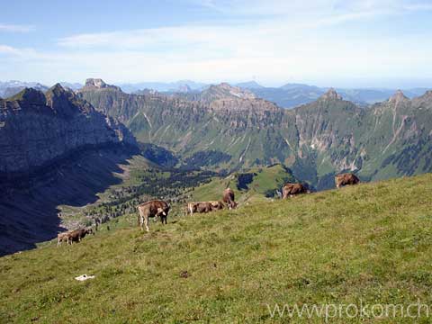 Rindviecher unterhalb des Rautispitz