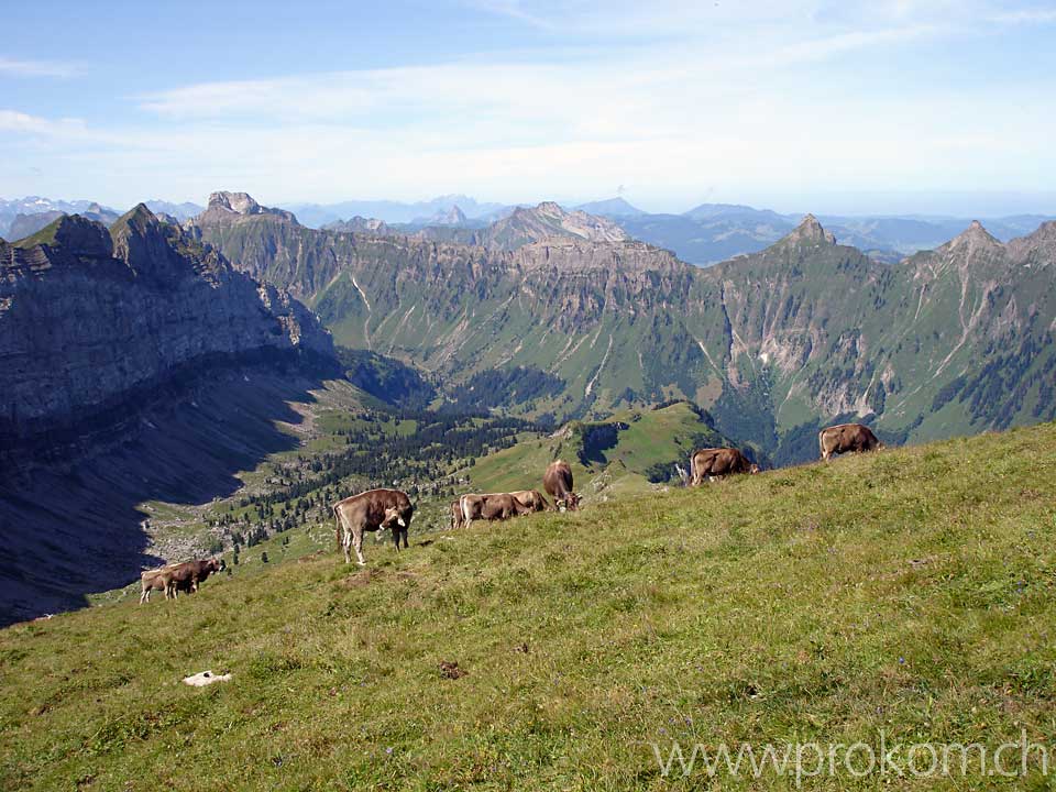 Rindviecher unterhalb des Rautispitz