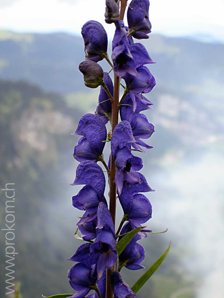 Aconitum