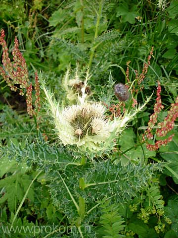 Cirsium spinosissimum