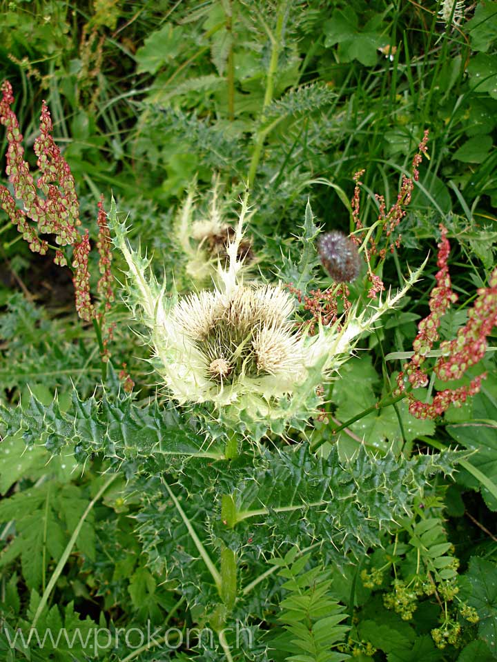 Alpenkratzdistel