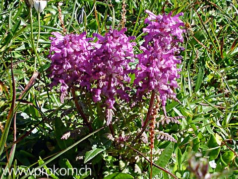 quirlblättriges Läusekraut