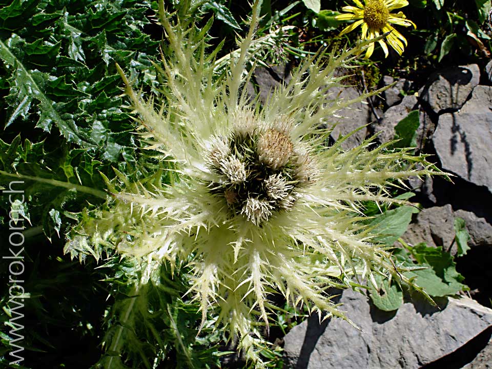 Alpenkratzdistel