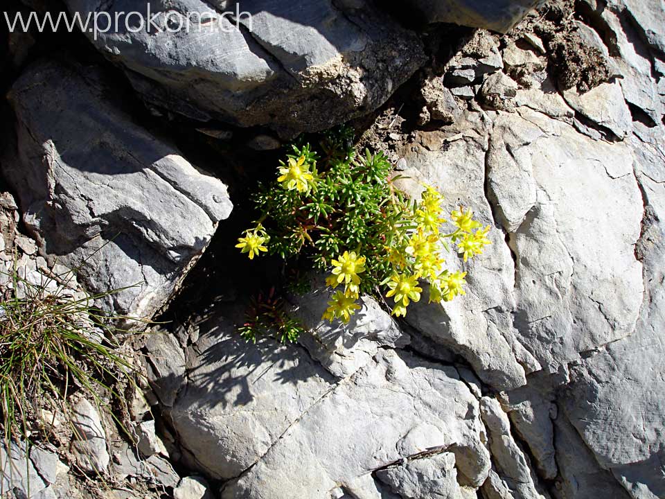 Fetthennen-Steinbrech