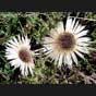Silberdistel