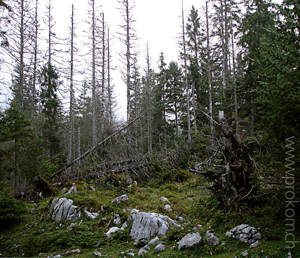 Wald bei Schlund