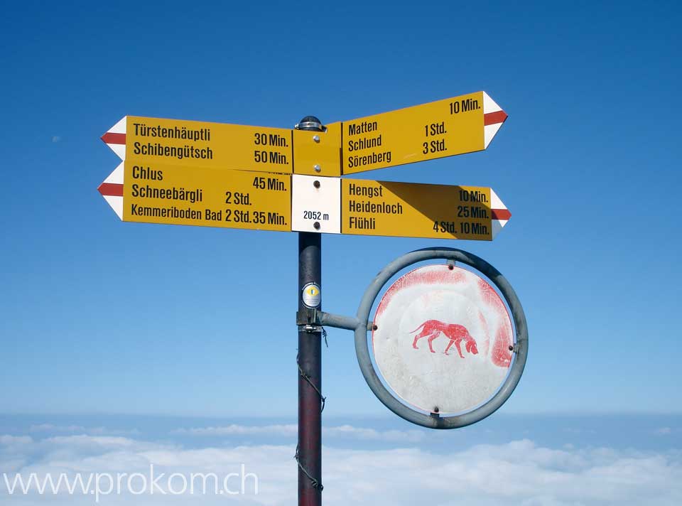 Vorne Hengst, hinten Hächlen