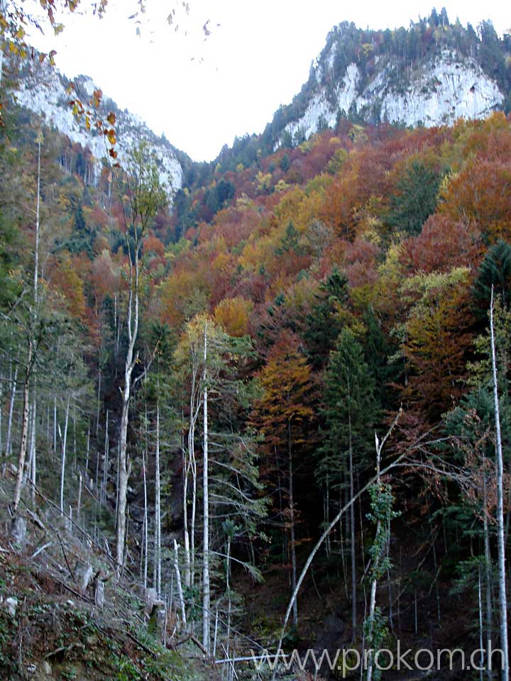 Aufstieg durch den Herbstwald