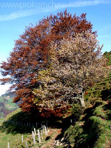 Buche und davor eine Erle