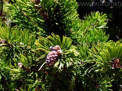 Pinus mugo