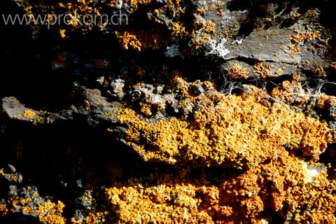 Steinflechten oder Krustenflechten