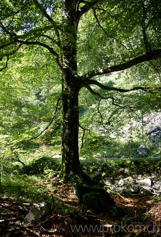 Stillleben mit Buche