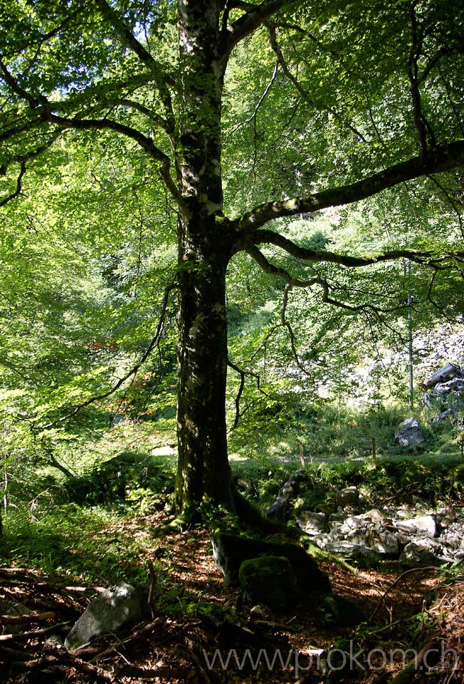 Stillleben mit Buche