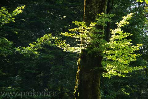 Stillleben mit Buche