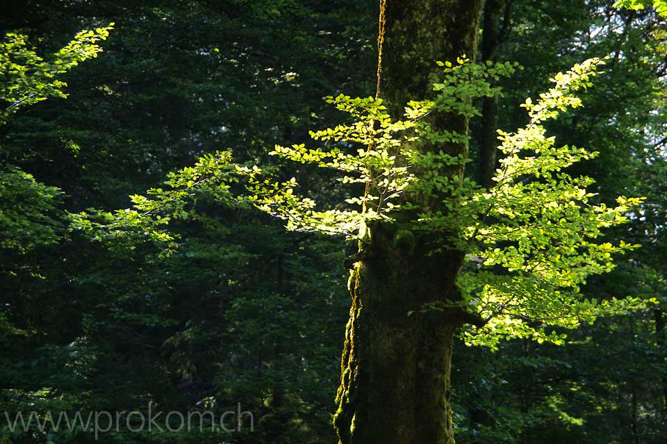 Stillleben mit Buche