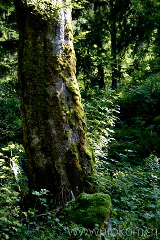 Stillleben mit Buche