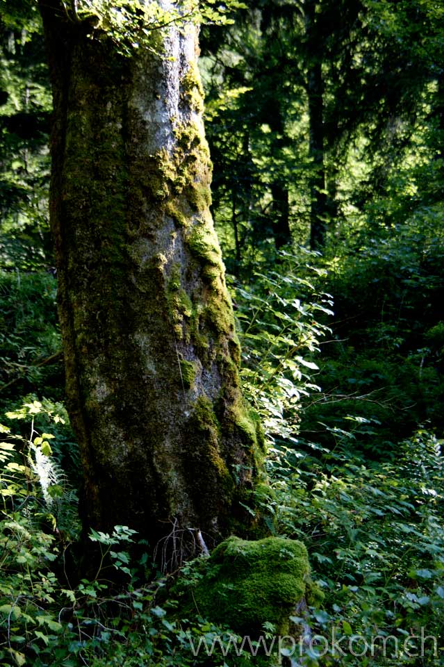 Stillleben mit Buche