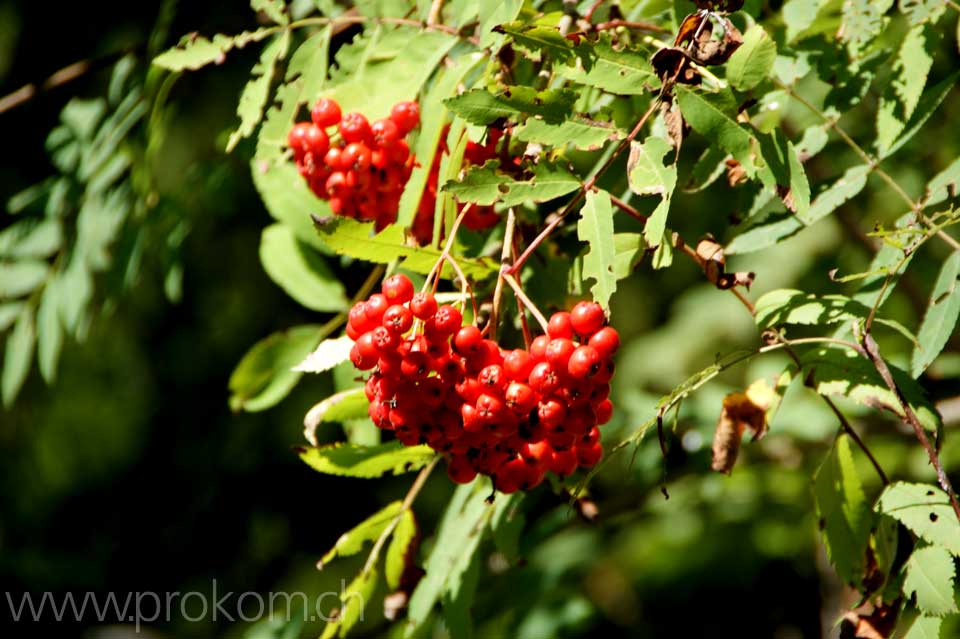 Stillleben mit Vogelbeere