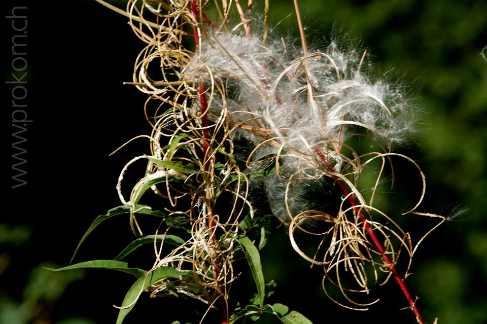 Stauden-Feuerkraut, Waldweidenröschen