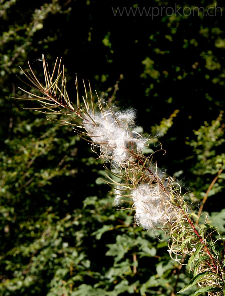 Stauden-Feuerkraut, Waldweidenröschen