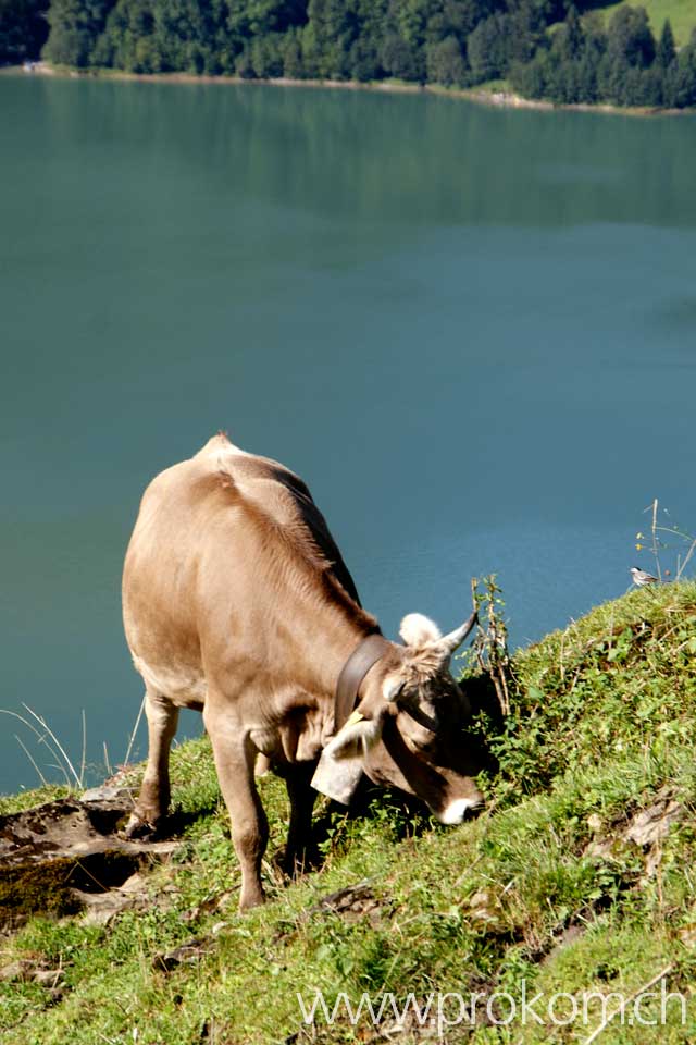 Braunvieh auf der Sommerweide, ob dem Wägitalersee
