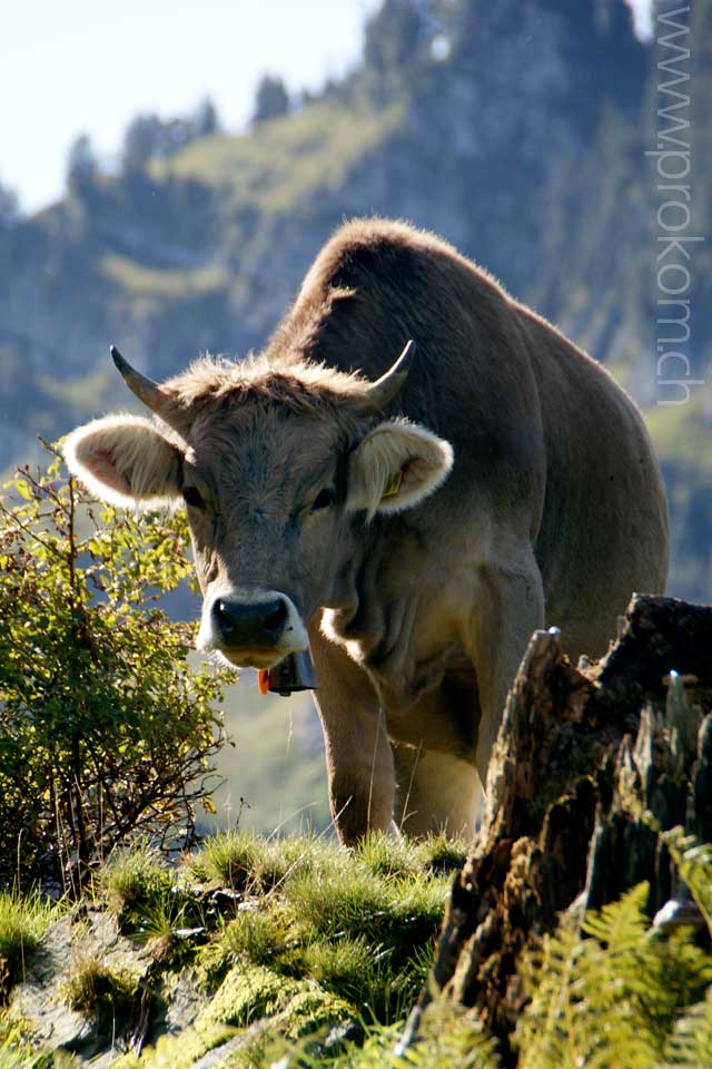 Braunvieh auf der Sommerweide, ob dem Wägitalersee