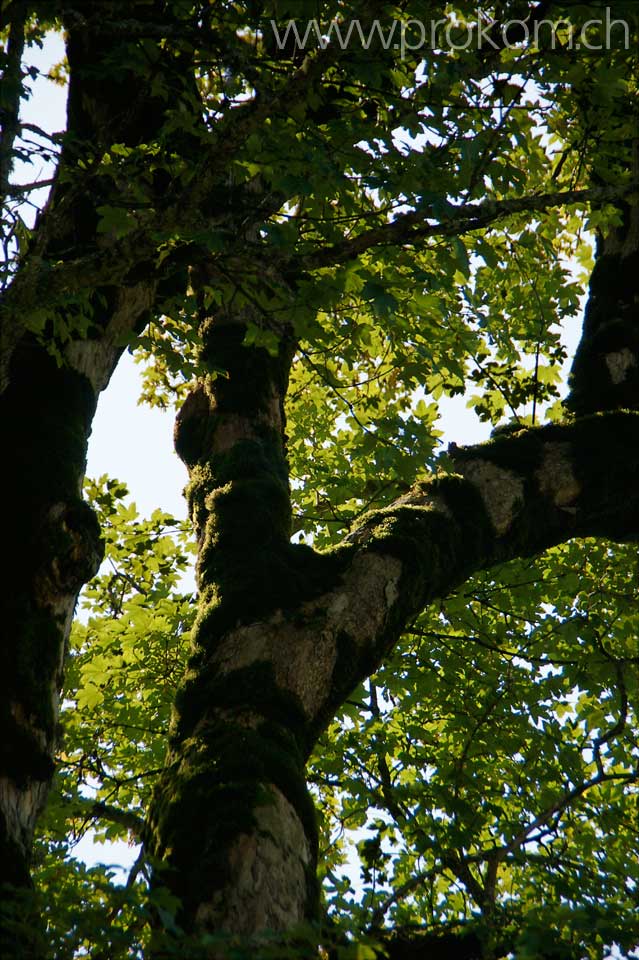 Feldahorne – Photomontage