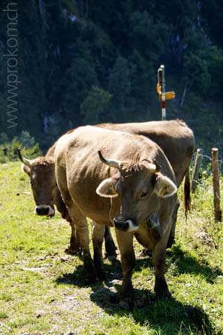 Braunvieh auf der Sommerweide, ob dem Wägitalersee