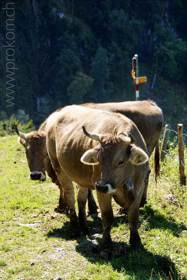 Braunvieh auf der Sommerweide, ob dem Wägitalersee