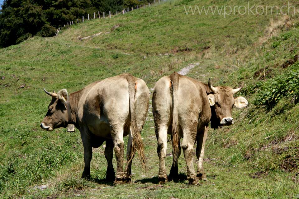 Braunvieh auf der Sommerweide, ob dem Wägitalersee