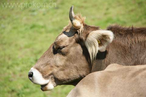 Braunvieh auf der Sommerweide, ob dem Wägitalersee