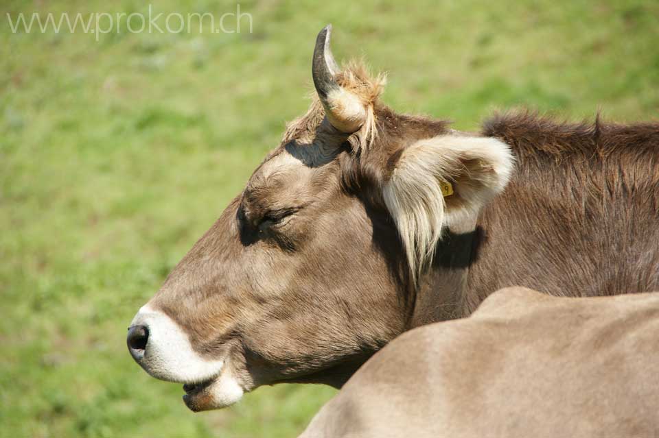 Braunvieh auf der Sommerweide, ob dem Wägitalersee
