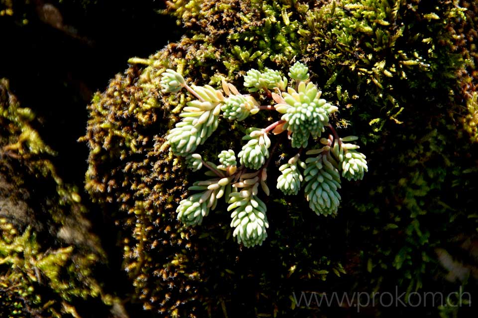 Steinbrech (Saxifraga)
