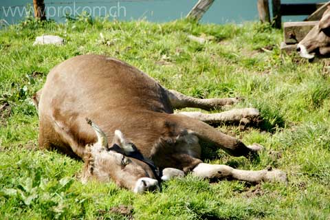 Braunvieh auf der Sommerweide, ob dem Wägitalersee