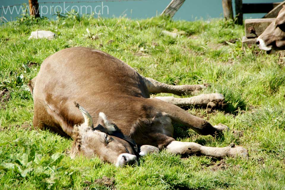 Braunvieh auf der Sommerweide, ob dem Wägitalersee