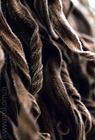 Markt: Salbei, Padua