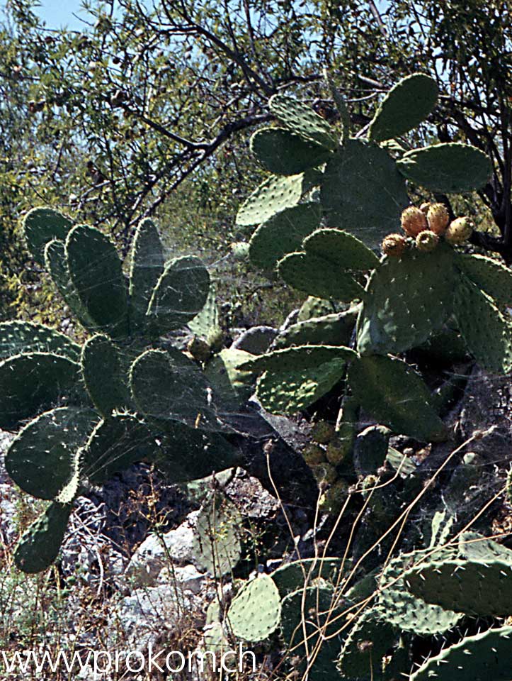 Opuntien Taormina