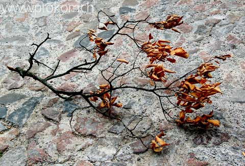 Stillleben mit Ast