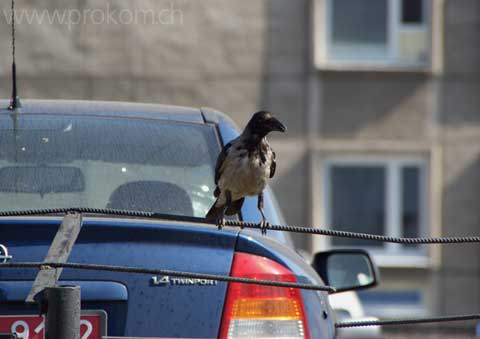 Nebelkrähen prägen das Stadtbild mit.